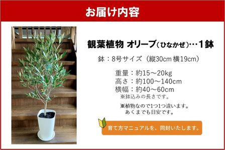 066-20 【4月以降(九州地方から)発送】観葉植物 オリーブ(ひなかぜ)1鉢