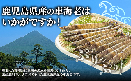 016-04 活き〆冷凍車海老LLサイズ