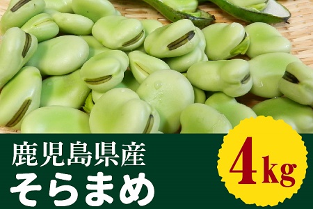 053-01 鹿児島県産そらまめ4kg