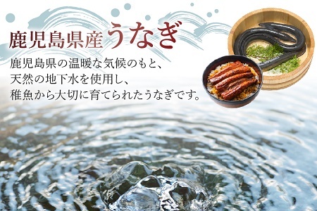 062-3-03-1 【ふるなびWEEK対象】天然地下水育ち!鹿児島県産うなぎ蒲焼2尾