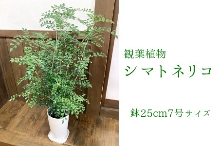 066-07 観葉植物 シマトネリコ1鉢