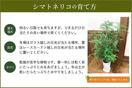 066-07 観葉植物 シマトネリコ1鉢
