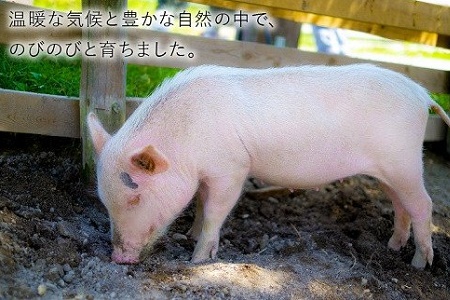 076-50 数量限定!九州産豚ヒレ4~5本約2kg