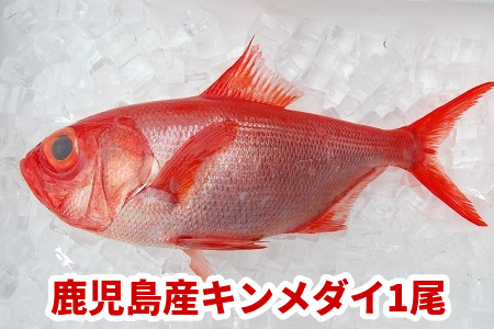 008-72 鹿児島産キンメダイ1尾(1~1.2kg)