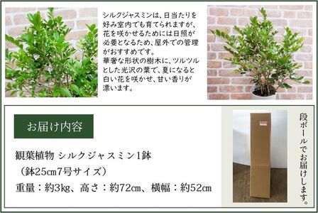 066-04 観葉植物 シルクジャスミン1鉢