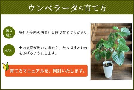 066-10 観葉植物 ウンベラータ8号サイズ1鉢