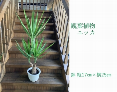 066 11 観葉植物 ユッカ 1鉢 鹿児島県南九州市 ふるさと納税サイト ふるなび