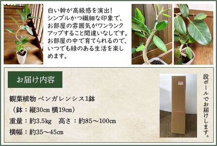 066-16 観葉植物 ベンガレンシス8号サイズ1鉢