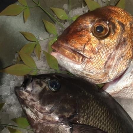 天然地魚の食べ比べ 鍋セット【配送不可地域：離島】【1185954】