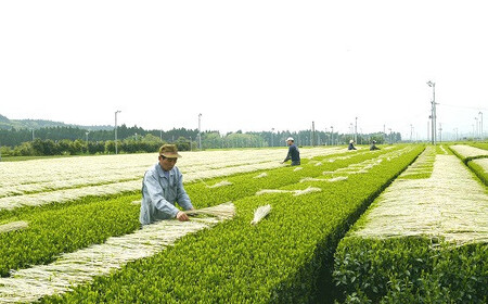 007-14 【知覧茶新茶祭り】知覧わらかけ茶