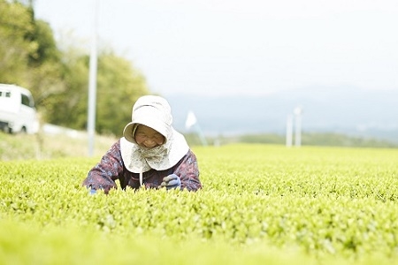 012-19-1 【お歳暮に】有機JAS認定 上級知覧茶 3本セット