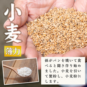 isa480《毎月数量限定》あんしん小麦粉・薄力粉(約500g×4袋・計約2kg） 小麦粉 小麦 薄力粉 薄力小麦粉 鹿児島県 伊佐市 お菓子作り 料理 有機肥料 農薬不使用【しげふみファーム】