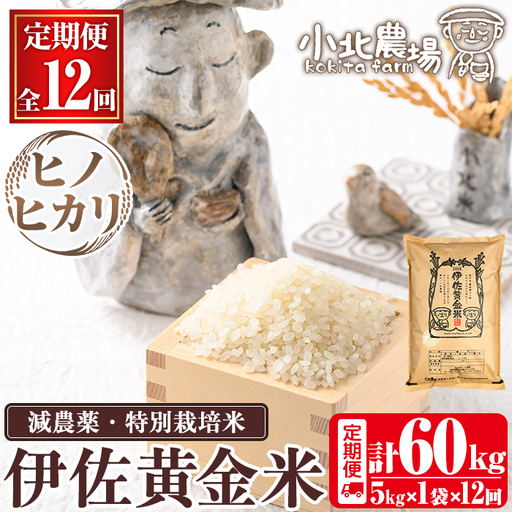 isa603 《数量限定・12回定期便》令和7年産 小北農場のお米 伊佐黄金米〈ヒノヒカリ〉(計60kg・5kg×1袋×12回) 鹿児島 伊佐 お米 特別栽培米 伊佐米 白米 ヒノヒカリ ひのひかり おにぎり ごはん 【小北農場】