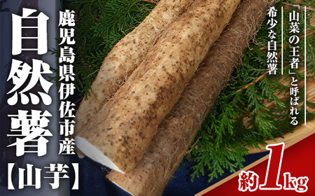 isa804 《期間・数量限定：2026年1月より順次発送予定》鹿児島伊佐 自然薯(約1kg) 国産 鹿児島産 伊佐市 じねんじょ 山芋 とろろ 産地直送 冷蔵 【エコファーム永池】