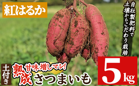 a845-C 《期間限定・数量限定》鹿児島県産さつまいも紅はるか土付き5kg(生芋)【コウエイ環境】 国産 野菜 やさい さつまいも 紅はるか