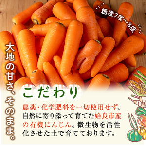 a992 《訳あり》《期間限定!2025年12月上旬~2026年3月上旬迄に発送予定》有機人参 (10kg)【今村農園】姶良市 国産 有機栽培 有機 野菜 やさい にんじん ニンジン 訳アリ