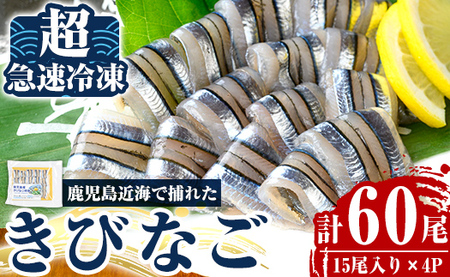 a1041 捕れたてキビナゴのお刺身(15尾入り×4P)【海鮮七海】姶良市 国産 きびなご キビナゴ 刺身 さしみ 刺し身 冷凍