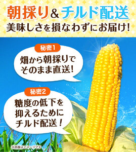 有機JAS栽培 とうもろこし オーガニック コーン 10本 伊場ファーム《2025年8月中旬-9月中旬頃より順次出荷》