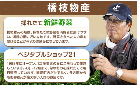 じゃがいも（レッドムーン）とたまねぎのセット 合計約10kg 野菜《10月中旬から順次出荷》 橋枝物産 北海道 浦幌町