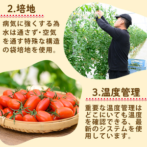 s612 《期間・数量限定》あいこフルーツトマト(計800g・200g×4パック) 鹿児島 国産 九州産 野菜 とまと トマト ミニトマト フルーツトマト サラダ 【吉祥庵園芸】