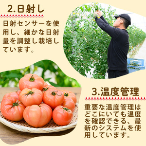 s613 《期間・数量限定》＜訳あり＞大玉トマト(約2kg) 鹿児島 国産 九州産 野菜 やさい 新鮮 とまと トマト 訳あり 規格外 ご家庭用 産地直送 サラダ 【吉祥庵園芸】