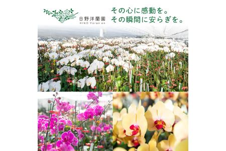 s098 ＜予約受付中！2026年2月より順次発送＞ミディ胡蝶蘭切花(MIX5本セット) 胡蝶蘭 蘭 コチョウラン 植物 花 フラワー MIX ミックス インテリア 観賞用 ギフト 贈答 贈り物 プレゼント 【日野洋蘭園】