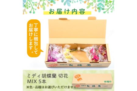s098 ＜予約受付中！2026年2月より順次発送＞ミディ胡蝶蘭切花(MIX5本セット) 胡蝶蘭 蘭 コチョウラン 植物 花 フラワー MIX ミックス インテリア 観賞用 ギフト 贈答 贈り物 プレゼント 【日野洋蘭園】