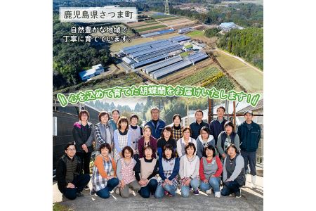 s098 ＜予約受付中！2026年2月より順次発送＞ミディ胡蝶蘭切花(MIX5本セット) 胡蝶蘭 蘭 コチョウラン 植物 花 フラワー MIX ミックス インテリア 観賞用 ギフト 贈答 贈り物 プレゼント 【日野洋蘭園】