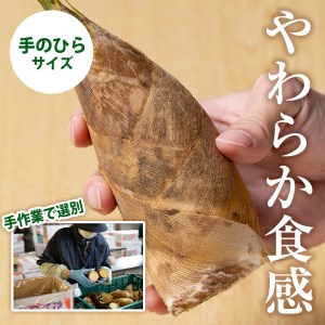 最新作の 鹿児島県産 生たけのこ 4Kg chouja.fishing