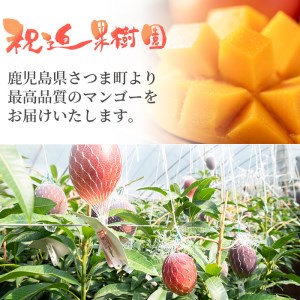 s410 ≪数量限定≫完熟マンゴー(化粧箱入り2～3玉・計1kg)【祝迫果樹園】