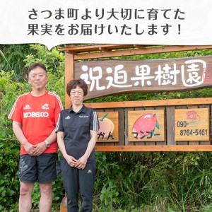 s410 ≪数量限定≫完熟マンゴー(化粧箱入り2～3玉・計1kg)【祝迫果樹園】