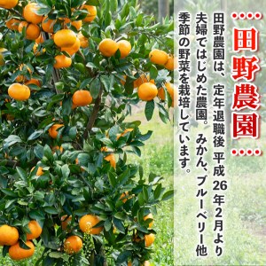 s498 ≪先行予約受付中！2025年12月中旬より順次発送≫十万温州みかん(計約10kg・M～Lサイズ) 鹿児島 国産 九州産 フルーツ 柑橘 みかん 蜜柑 【田野農園】