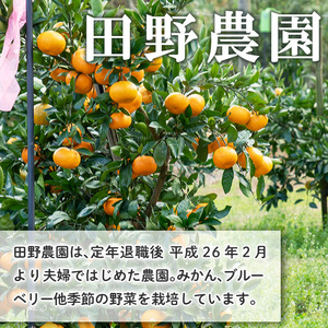 s518 ≪毎月数量限定≫十万温州みかんシロップ漬け(計4個・1個180g)国産 果物 蜜柑 鹿児島 九州産 フルーツ 柑橘 ミカン 調味料 シロップ漬け 果実【田野農園】