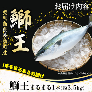 テレビで紹介されました！長島町特産「鰤王」早生鰤王ラウンド(約3.5kg・まるごと1本)【JFA】jfa-1227