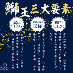 【12月29日発送予定】ぶりの王様「 鰤王 」 まるごと 1本 (約4.5kg) 産地直送 新鮮 旨味が抜群の 長島町 特産品 ブランド ぶり 鰤 ブリ 切り身 真空 冷蔵 刺身 ぶりしゃぶ しゃぶしゃぶ 魚 魚介 人気 ランキング 【JFA】jfa-6r-1229