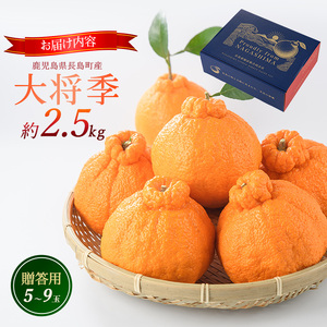 長島町産 大将季（ハウス） 贈答用 (約2.5kg) 2月中旬発送 【長島柑橘直販合同会社】kanchoku-7160