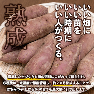 和喜雄さんといつみさんの冷凍焼き芋(約1.2kg)【飯尾和喜雄農園】iio-4851