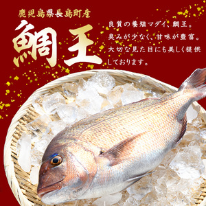 長島町特産「鯛王」(2匹・約2.4kg) 産地直送 新鮮 旨味が抜群の 長島町 特産品 ブランド 真鯛 をまるごと 一匹 楽しめる 刺身 鯛めし 鯛茶漬け 鯛しゃぶ 鯛刺身 鮮魚 冷蔵 【JFA】jfa-7144