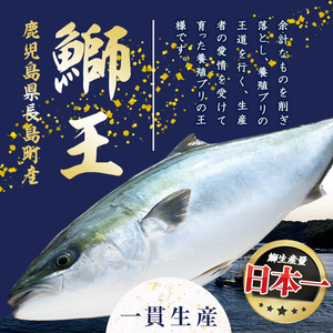 ぶりの王様「 鰤王 」 タタキ (約0.8kg・2節) 産地直送 おつまみ にも最適 旨味が抜群の 長島町 特産品 ブランド ぶり 鰤 ブリ 切り身 真空 冷凍 刺身 魚 魚介 人気 ランキング 【JFA】jfa-7112