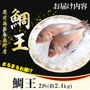 【12月29日発送】長島町特産「鯛王」(2匹・約2.4kg) 産地直送 新鮮 旨味が抜群の 長島町 特産品 ブランド 真鯛 をまるごと 一匹 楽しめる 刺身 鯛めし 鯛茶漬け 鯛しゃぶ 鯛刺身 鮮魚 冷蔵 【JFA】_jfa-499-1229