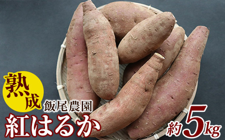 2024本4月下旬5月上旬発送分紅はるかウイルスフリーバイオ苗