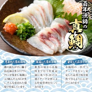 百年漁師の真鯛　お刺身用サク　90g×6パック_gochi-767