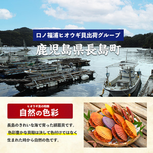 ひおうぎ貝.102.6ミリ ヒオウギガイ 10枚（1枚50-100g前後）桧扇貝 緋扇貝 虹色貝 愛媛