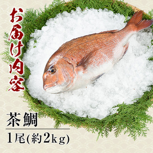 茶鯛 1尾 (約2kg)【ウスイ】usui-1034