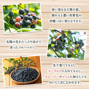 訳あり 加工用 冷凍 ブルーベリー 1kg 果物 フルーツ ベリー【体験型観光農園さつまドリームファーム】_y528