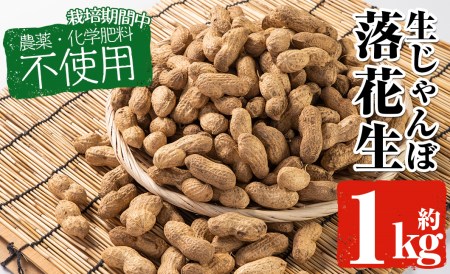 y330 ≪期間限定・数量限定≫生じゃんぼ落花生1kg【雲月農園】