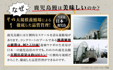 うなぎ 蒲焼 200g×2尾【鹿児島産】地下水で育てた絶品鰻｜うなぎ