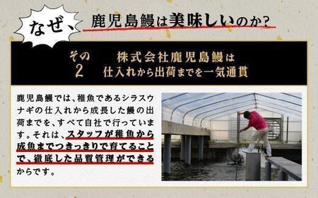 【6回定期】うなぎ 蒲焼 160g×3尾【鹿児島産】地下水で育てた絶品鰻|うなぎ