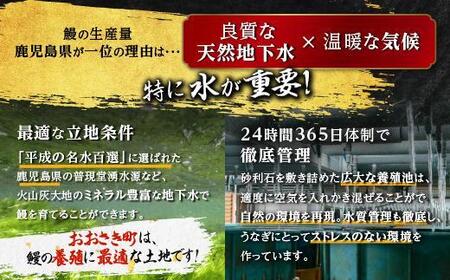 鹿児島県産うなぎ長蒲焼9尾（合計1.5kg以上）