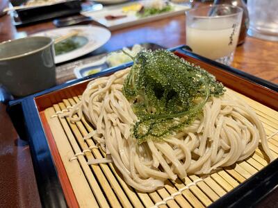 海の幸　朝採れぷちぷち海ぶどう 朝採れ新鮮 海ぶどう～MOBAKO育ちのSEAGRAPES！？～